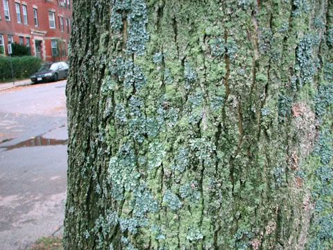 lichen trees tree green fungus lichens species crust bark shield algae side cut down if dying urban caperata crowd several